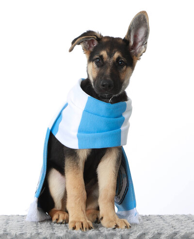 Picture of a German shepherd puppy sitting on a prop table with an adorable ear popped up and the other is laying down.  The puppy is wearing a cute blue and white scarf to set off this adorable look!