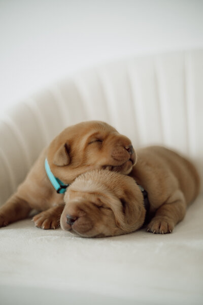 Puppy Litter Image 3