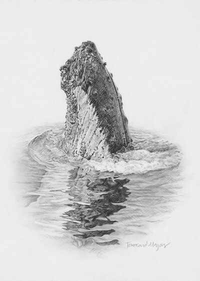 Townsend Majors' print of a graphite drawing of a spyhopping humpback whale