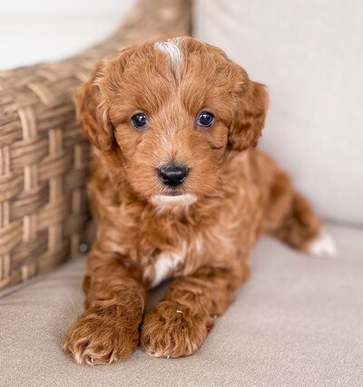 mini goldendoodle puppy with white spots on it's face sitting on a chair