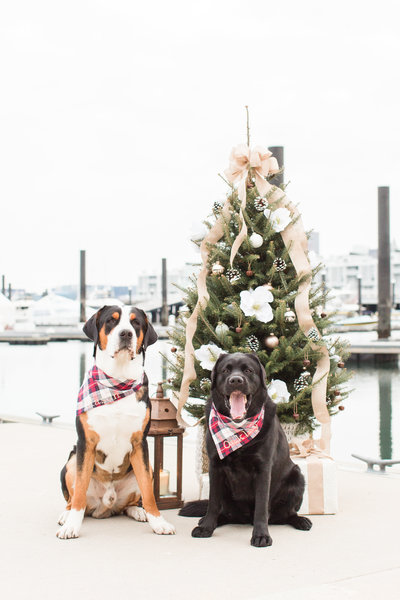 English Black Lab and Greater Swiss Mountain Dog wearing Christmas scarves