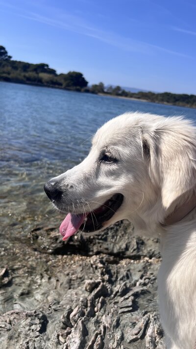 MomentDay-Joy-GoldenRetriever4