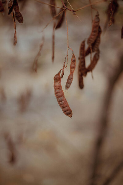 Nature healing in the Kootenays
