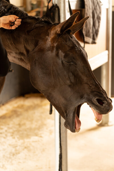 Paarden met maagzweren gapen vaak. 