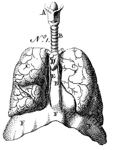 Anatomy of Lungs - Email and Social Media Copy