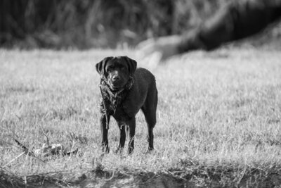 Mobile integrative veterinary care South Carolina_Burkett Veterinary Services 
