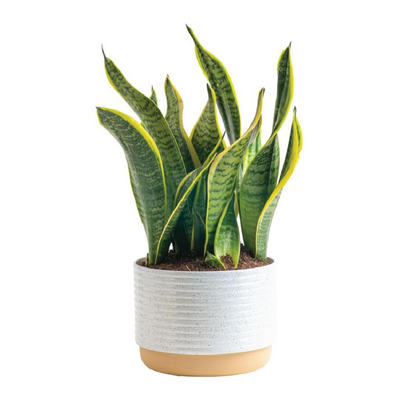 snake plant