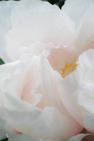Nature photography of peony petals by business coach and designer Andreea Bucur