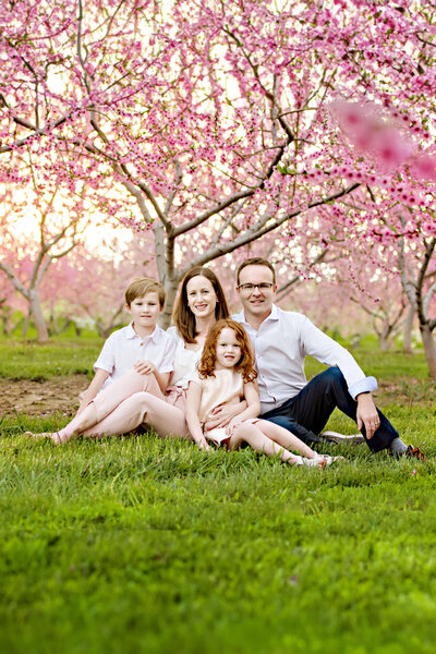 mom and dad with their son and daughter sitting on the ground at the cherry blossoms for the spring family photos.