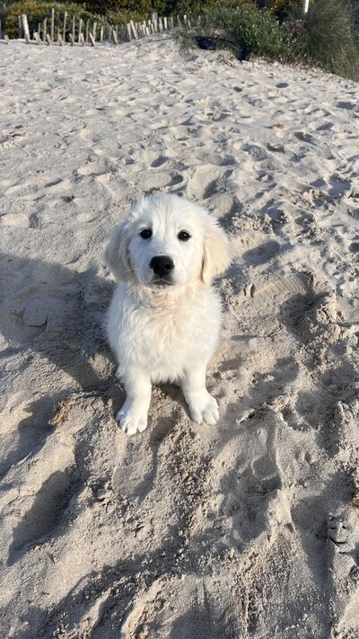 MomentDay-Joy-GoldenRetriever3