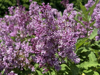 Donald Wyman syringa x prestoniae purple heirloom lilac at North Country Lilacs nursery in Canton, New York