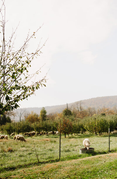 shenandoah wedding venue with a field of sheep grazing among a fruit tree orchard