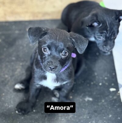 Amora