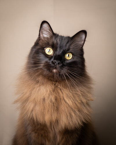 Fotoshoot kat of poes