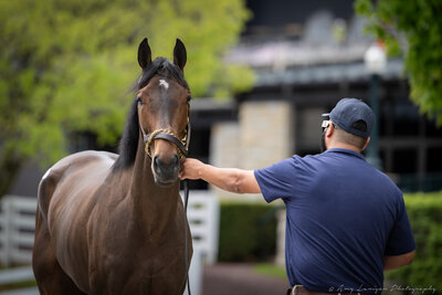 A horse at a Thoroughbred sale.