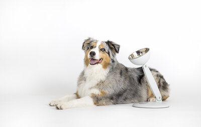 commercial-dog-photographer-studio-shot