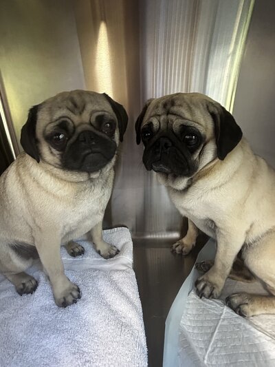Precious and Priscilla