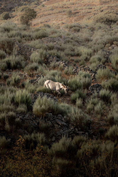 A Sorraia horse standing in a wild landscape, representing the critical status of breeds with dangerously low population numbers.