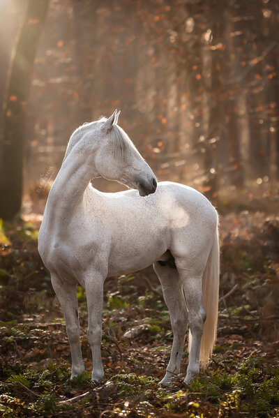 lusitano hengst pietje