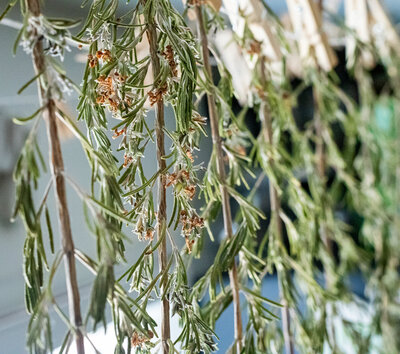 Dried rosemary hanging in the office of Berry and Balm headquarters