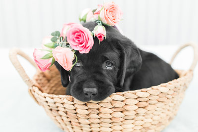 black lab puppy sitting in basket wearing flower crown