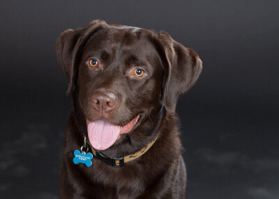 Beautiful Chocolate Labrador dog