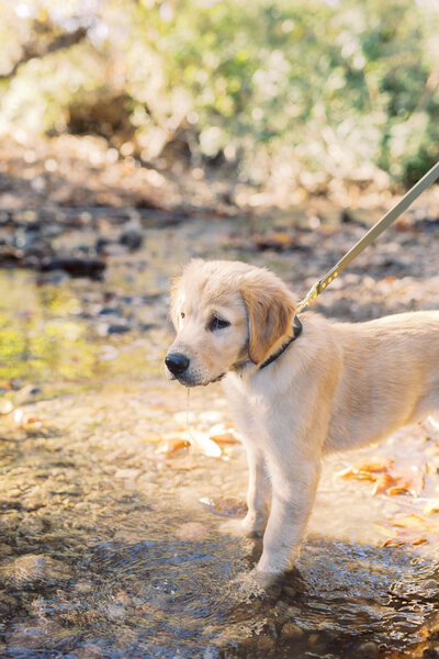 golden retriever puppy in a small stream with water dripping from their snout