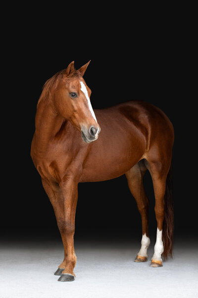 black background of a chestnut horse