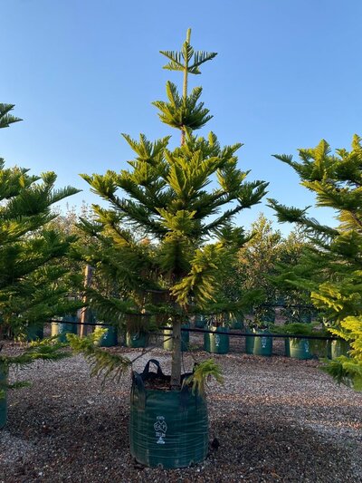 NORFOLK ISLAND PINE Aracaria Heterophylla