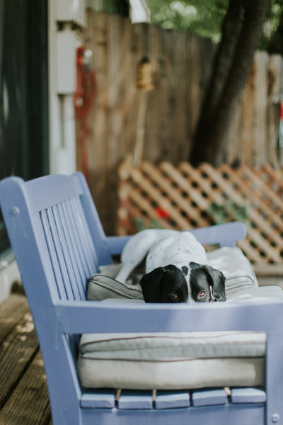A  black and white dog laying on a purple bench  outdoors, peeking over the armrest