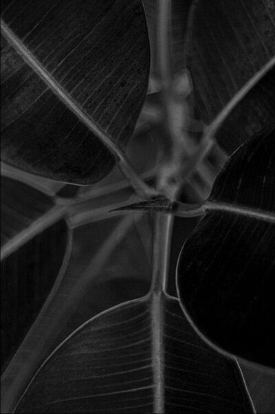 Fine Art Photographic Aluminum Print  Black and White close up of flower leaves title Satellite