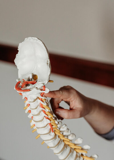 Chiropractor Brittany Fisk holding a detailed spine and pelvis model while explaining spinal health to a patient.
