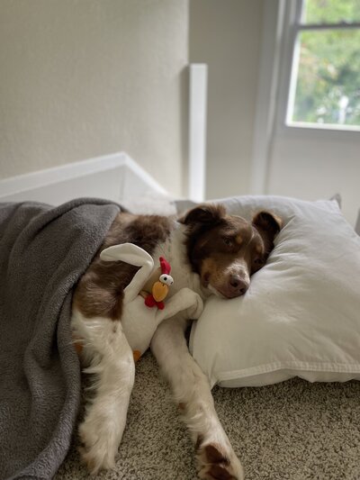 My dog, Moss, snuggled under a blanket with a stuffed toy chicken while sleeping, featured on the 'meet the team' section of a wedding photographer in Duluth, MN.