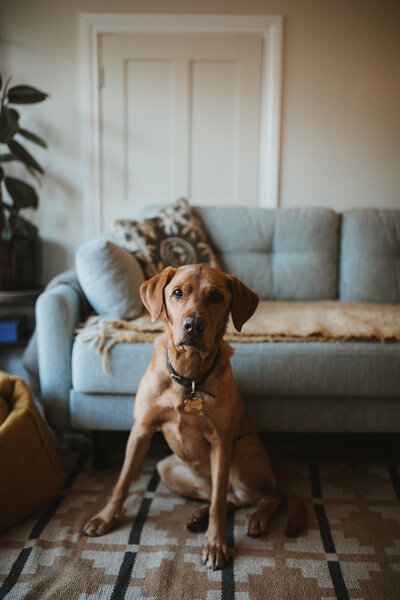 Family pet in working mum's home