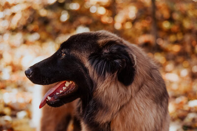 Estrela Mountain Dog by the lake-9