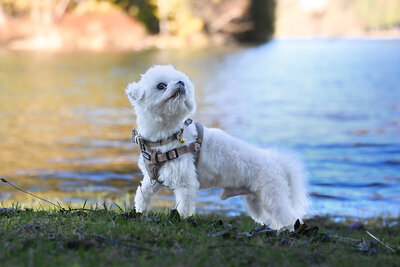 Heavenly Puppies to Love Cavapoo, Cockapoo, and Maltipoo Puppies Photo Mar 24 2024, 3 46 50 PM4