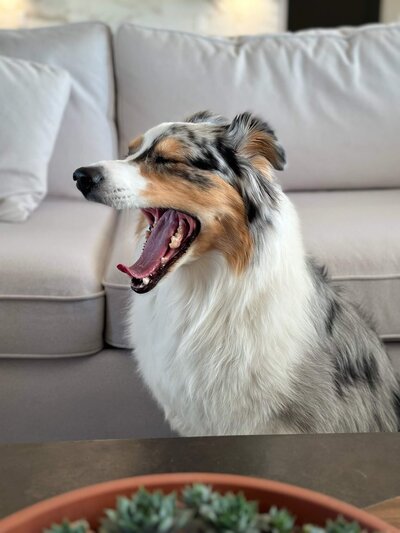 australian shepard yawning