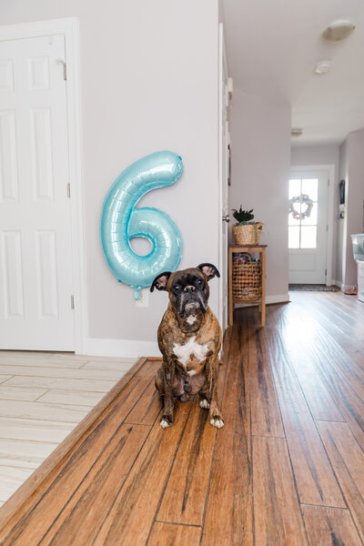 Thor the dog of Erika Frances Photography