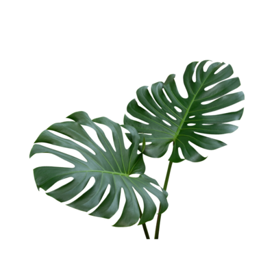 monstera 1
