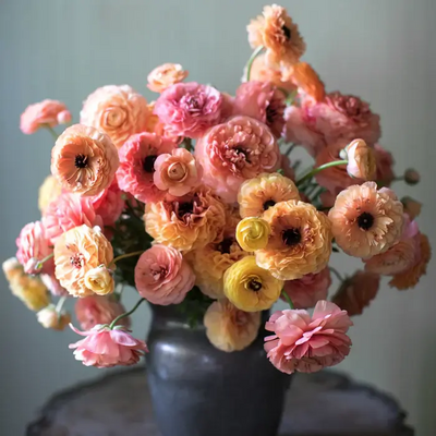 Ranunculus in every colorway grows abundantly in California's Central Coast.