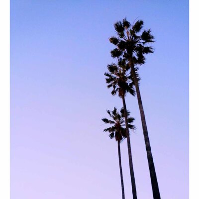 Palm tree in California with purple to blue background