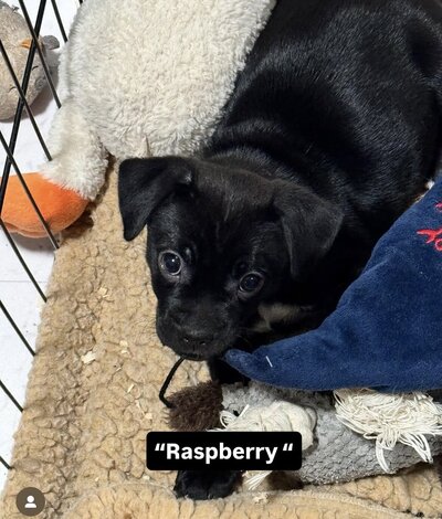Raspberry