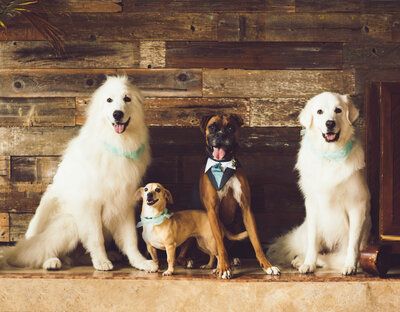 Four dogs wearting wedding attire sitting in front of wooden wall