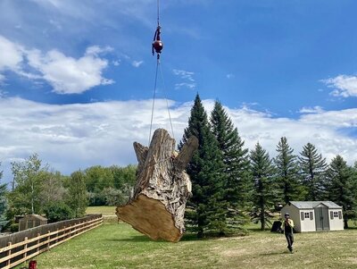 Expert tree removal by Mountainside Crane Service in Denver Metro and Foohills
