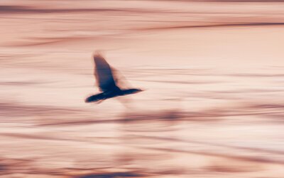 oiseau qui prend son envol