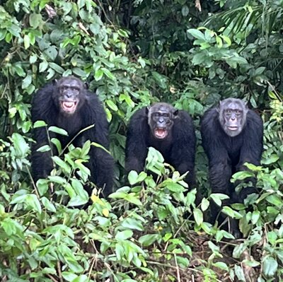 cameroon 4