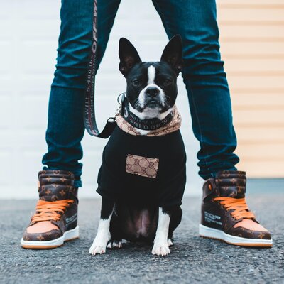 A Frenchie Photo in a Pink Background