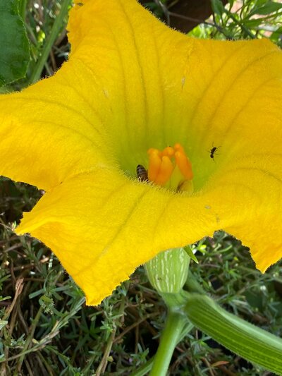 Yellow flower pollination