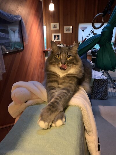 Catt sitting on back of couch with paws stretched out