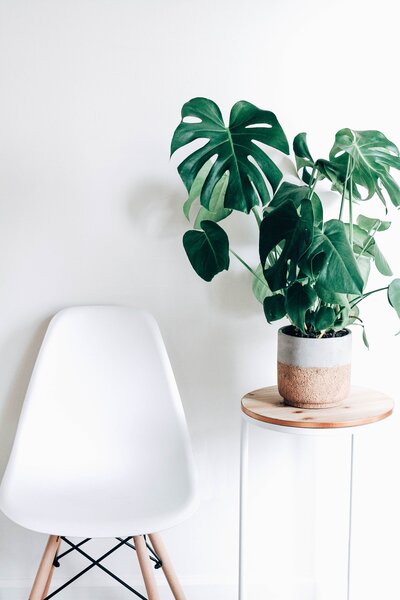 planta de monstera en maceta de barro, de pie sobre un taburete de madera